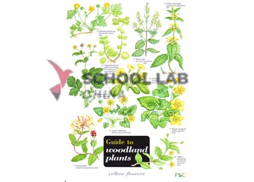Field Studies Council Guide to Woodland Plants